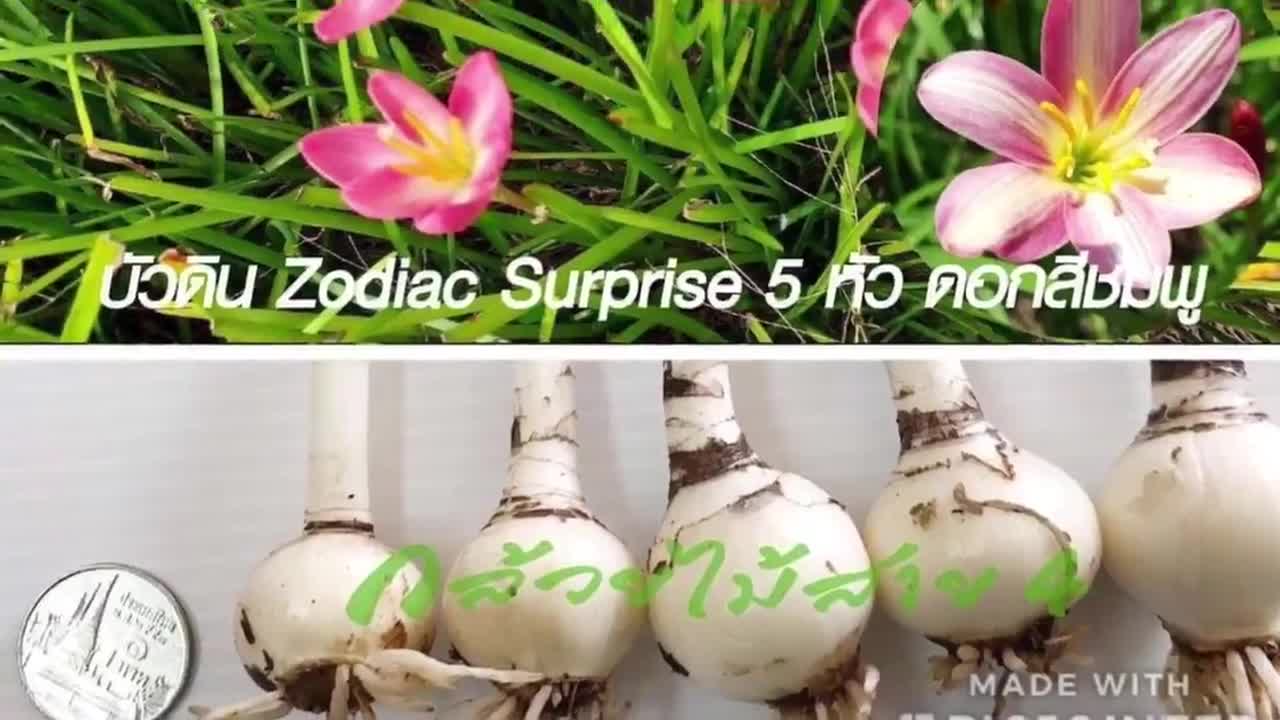 บัวดิน-zodiac-surprise-ดอกบัวดินสีชมพู-5-หัว