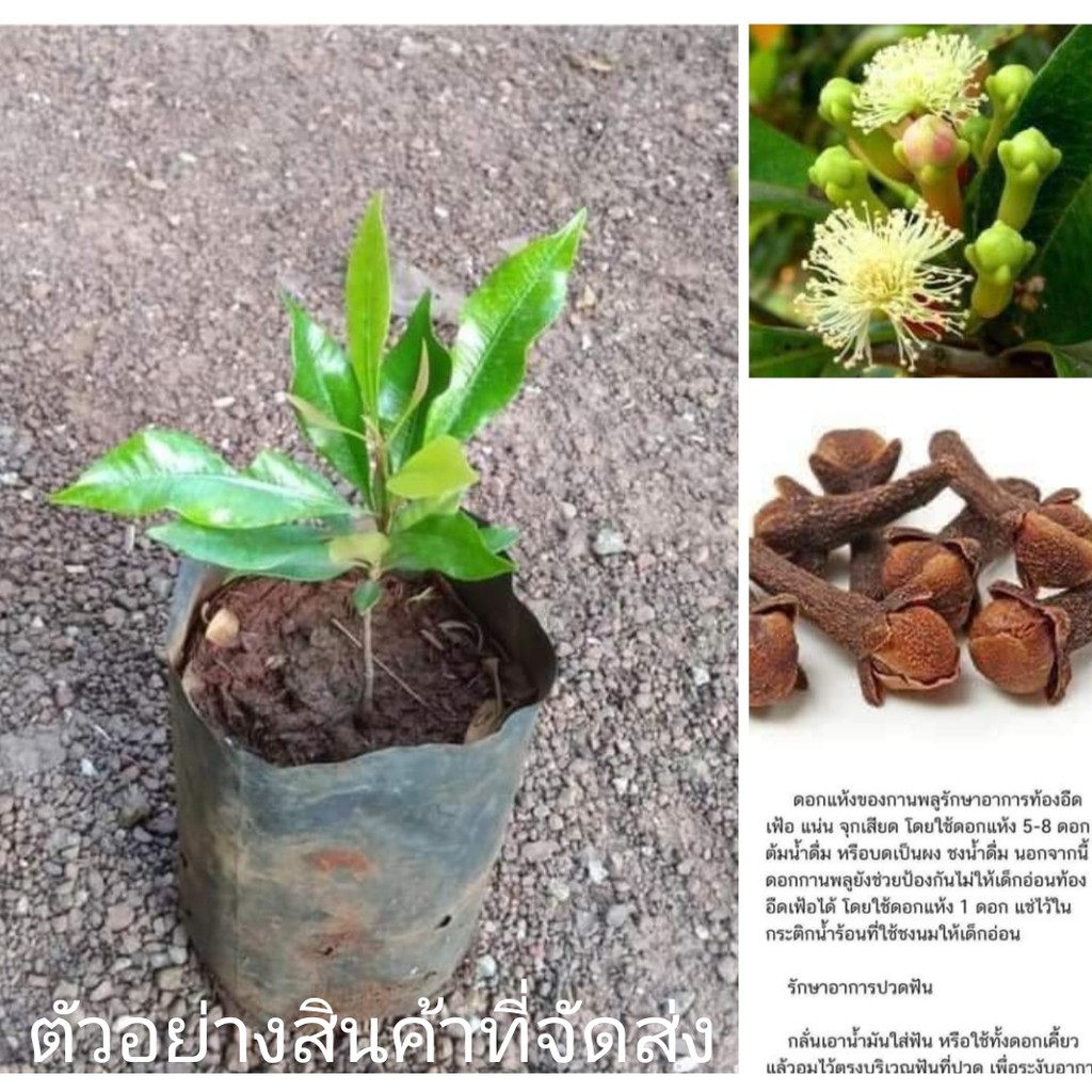 ขาย-ต้นพันธุ์-ต้น-ดอก-กานพลู-ต้นกานพลู-ลุงหนวด-พันธุ์ไม้