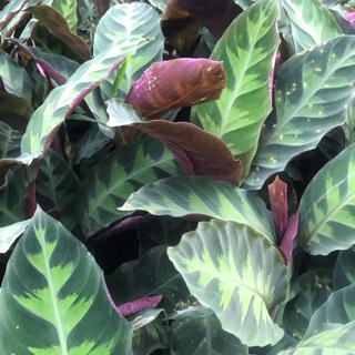 คล้ารุ่งโรจน์, วอร์สซีวิกอาย, โรสคาลาเทีย 🌿 Rose Calathea