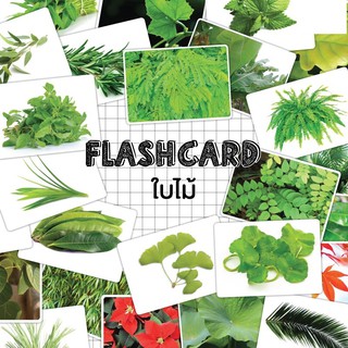 แฟลชการ์ดใบไม้ Flash card Leaf KP052 Vanda learning
