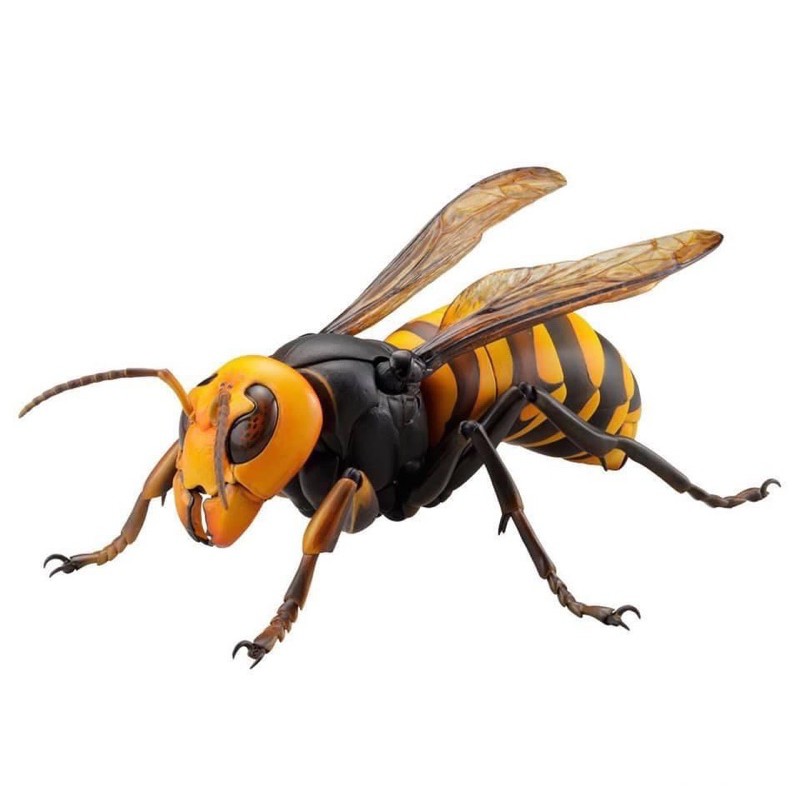 revogeo-vol-3-japanese-giant-hornet-ต่อยักษ์