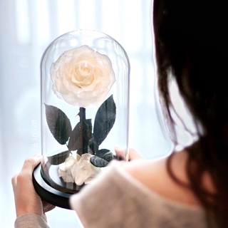 Preserved Rose Flower ดอกสีขาว ดอกกุหลาบอมตะในโหลแก้ว สวยสดนาน5ปี