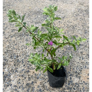 ต้นนีออน (Purple sage) สูง 10-15 ซม - ChayTongAong
