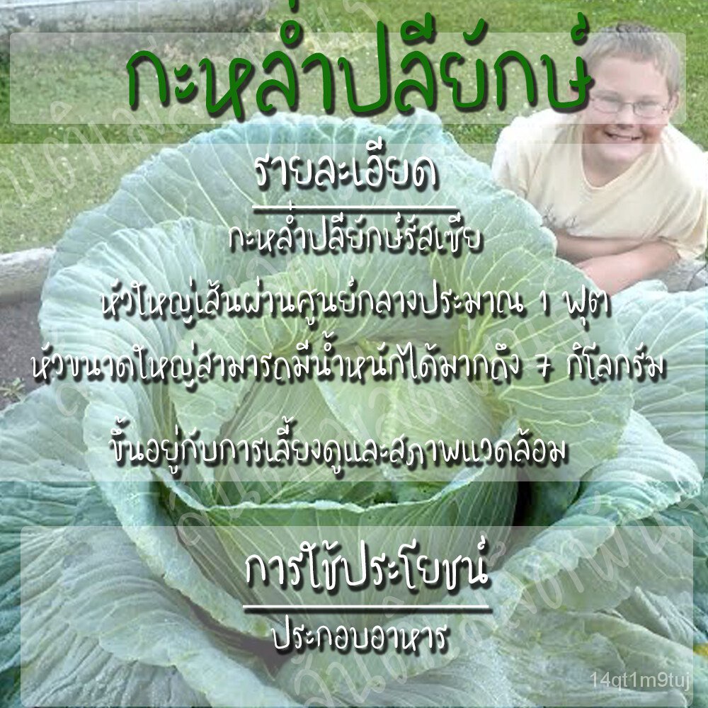 เมล็ดพันธุ์-กะหล่ำปลียักษ์-300-เมล็ด-giant-russian-cabbage-seed-เมล็ดพันธุ์แท้100-นำเข้าจากต่างประเทศ-ปลูกผัก-สวนครัว-ร