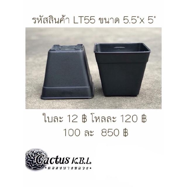 LT55 กระถางต้นไม้แคคตัส ขนาด 5.5 x 5 นิ้ว 1 โหล