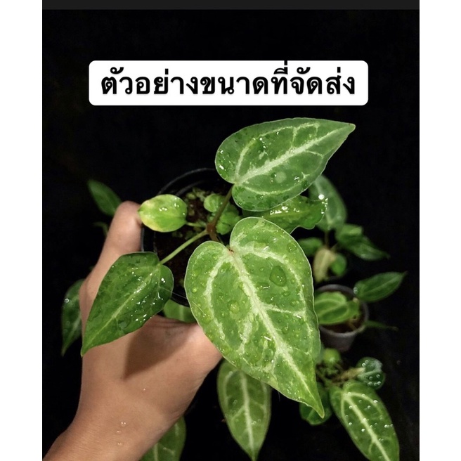 anthurium-crystallinum-ต้นหน้าวัวใบไม้สะสมไม้หายาก-ราคาถูก