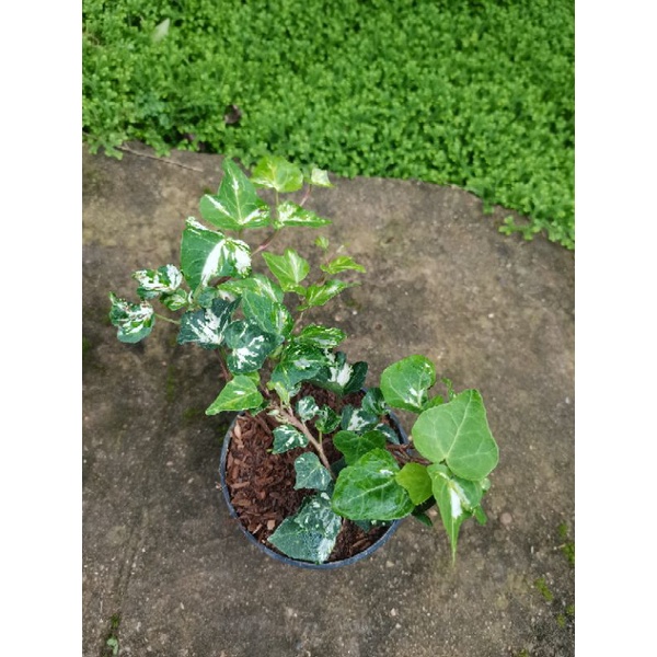 Ivy Add On Mat main image 0