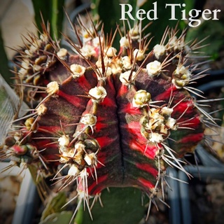 หน่อเด็ดสดRed Tiger(เสือแดง)แท้🌵💥ใช้กราฟสำหรับทำพ่อแม่พันธุ์💥ต้นสายจากต้นแม่ตามภาพ ให้หน่อด่างยอดเยี่ยม