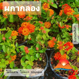 ผกากลอง blackcliigarden ไม้ดอก ไม้ริมรั้ว สีสรรหลากสี