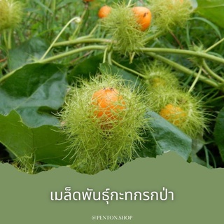 เมล็ดพันธุ์กะทกรกป่า 15 ‼️ขั้นต่ำ‼️ สั่งสินค้าภายในร้าน30บาทขึ้นไปค่ะ