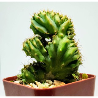 มีประกัน ส่งไว ตอบลูคริส (Myrtillocactus Cristata) ขนาดประมาณ 5 เซนติเมตร #cactus #แคตตัส #กระบองเพชร #ไม้อวบน้ำ