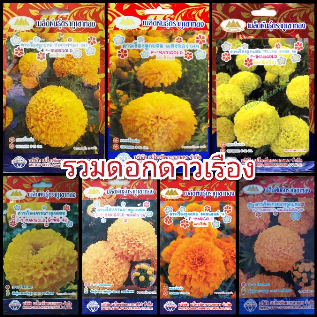 ด่วน-เมล็ดดอกไม้-ตราภูเขาทอง-ราคาถูกมาก-ส่งตรงจากโรงงาน