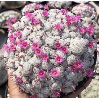 🌺🌺🌺 Mammillaria humboldtii var caespitosa JP Clone แมมลูกกอล์ฟฟอร์มกอจากโคลนแม่นำเข้าญี่ปุ่น🇯🇵