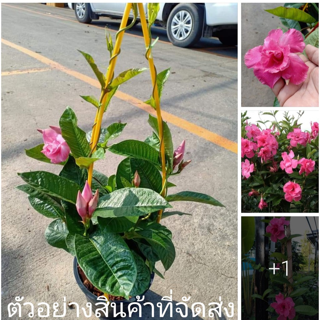 ขาย-ต้นพันธุ์-ต้น-ดอก-อมรเบิกฟ้า-ต้นอมรเบิกฟ้า-ดอกซ้อน-สี-ชมพู-rose-dipladenia-ภูษณิศา-fadel