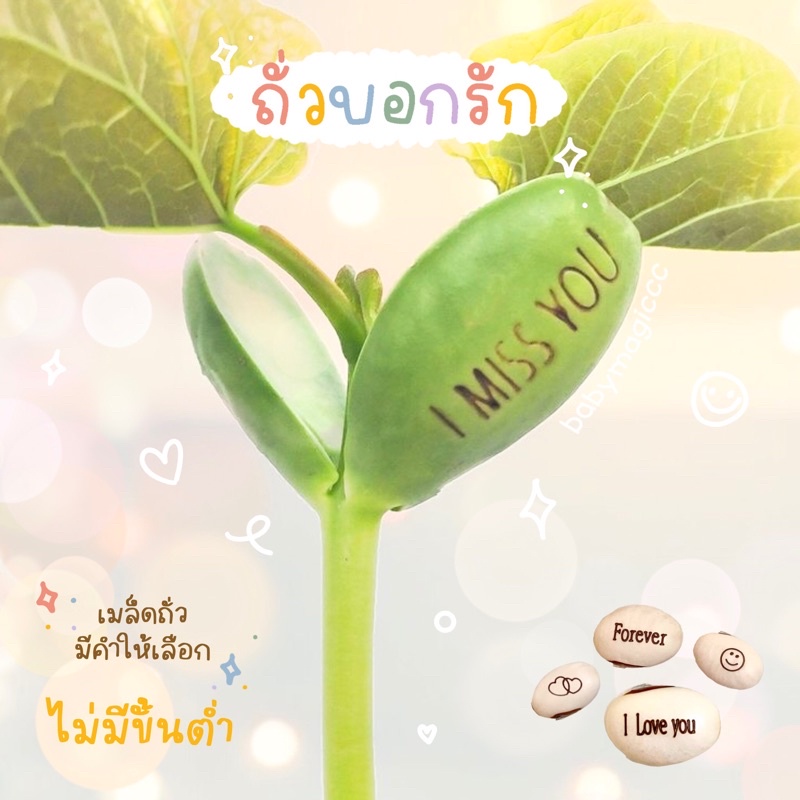 พร้อมส่ง-เจ้าแรก-ถั่วบอกรัก-ถั่วเมจิกบีน-magic-beans-ต้นถั่วมีคำสลักเอาไว้-ของขวัญวาเลนไทน์-ของขวัญวันเกิด