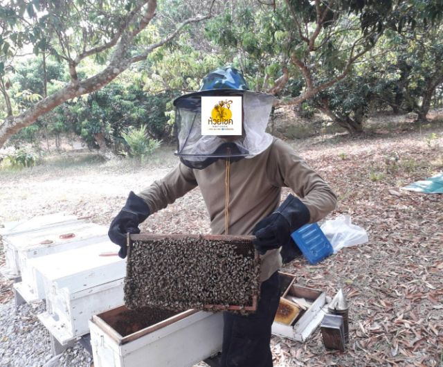 ภาพหน้าปกสินค้าน้ำผึ้ง 260 กรัม(มีใบรับรองคุณภาพน้ำผึ้ง) จากร้าน bemeno.7shop บน Shopee