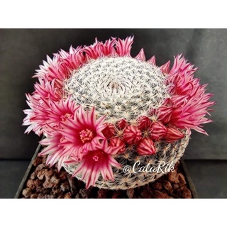 mammillaria pseudoperbella