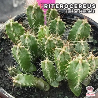 เมล็ดตอริทเทอโร Riterocereus แคคตัส กระบองเพชร cactus&succulent