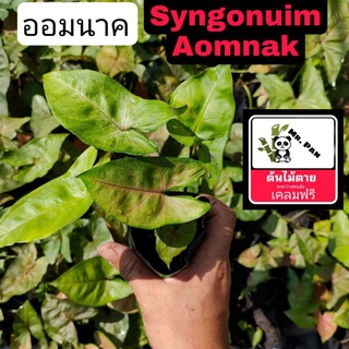 ออมนาค syngonium Aomnak ต้นออมนาค syngonnuim