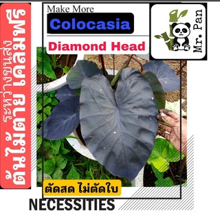 Colocasia Diamond Head ตัดสด พร้อมใบ โคโลคาเซีย ไดมอนด์ เฮด