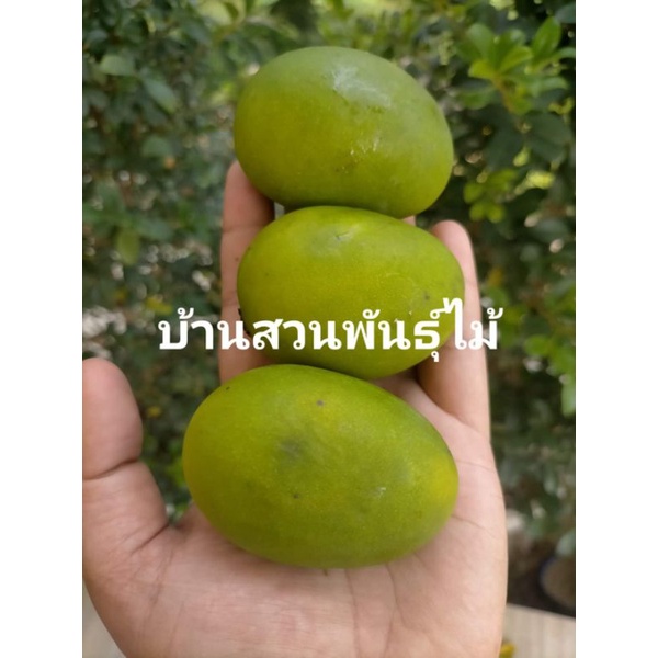 ต้นมะม่วง-พันธุ์กะล่อนทอง-มะม่วงโบราณ