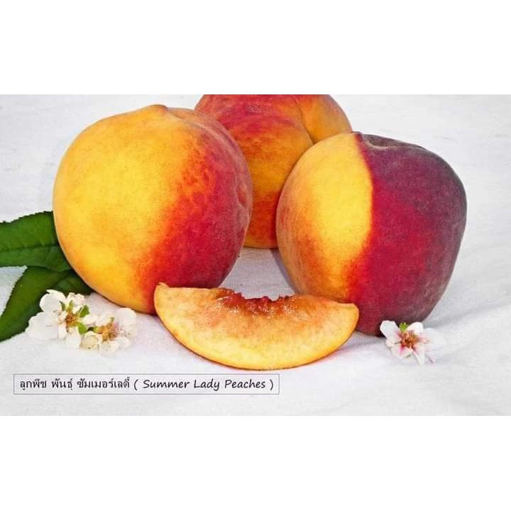 ขาย-ต้นพันธุ์-กล้าพีช-พันธุ์-ซัมเมอร์เลดี้-summer-lady-peaches-ต้นพีช-พีช-ไร่อิงดาว