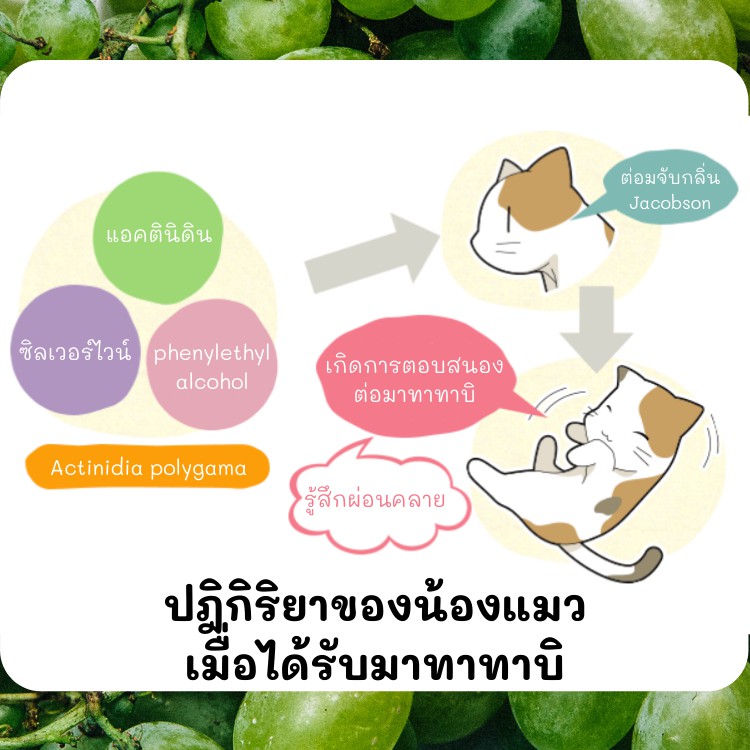 ขนมแมว-มาทาทาบิ-นำเข้าจากญี่ปุ่น-เล่นก็ได้-กินก็ได้-ของเล่นแมวราคาส่ง