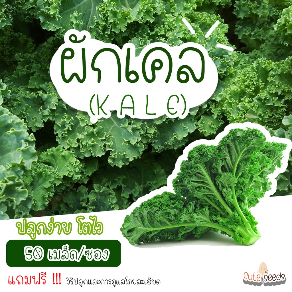 เมล็ดพันธุ์ผักเคล-50เมล็ด-อัตราการงอก95-ปลูกง่าย-แถมฟรี-เมล็ดผักทุกออเดอร์