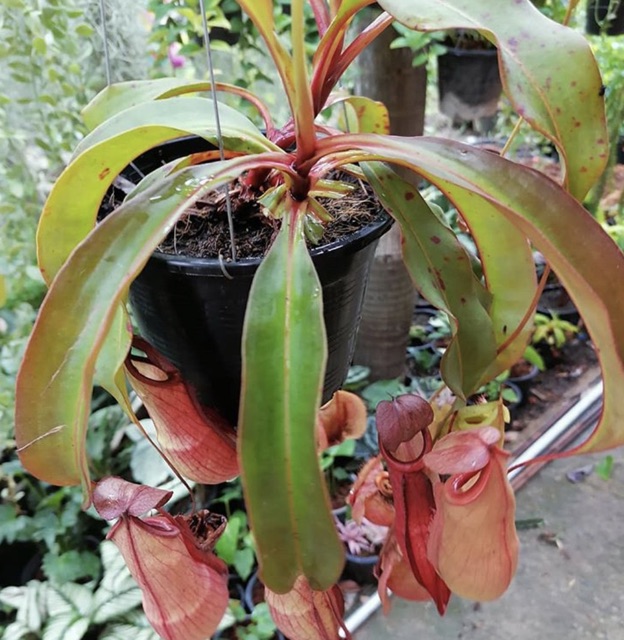 ต้นหม้อข้าวหม้อแกงลิง-nepenthes-ventrata-กระถาง4-8นิ้ว-1ต้น