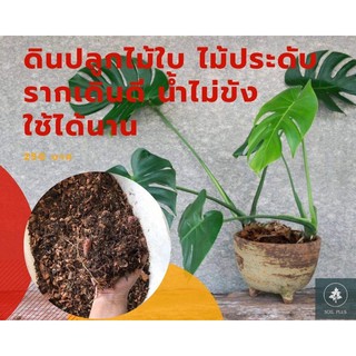 ดินปลูกมอนสเตอร่า ดินปลูกไม้ประดับ ดินปลูกหน้าวัว ดินปลูกอโกลนีมา