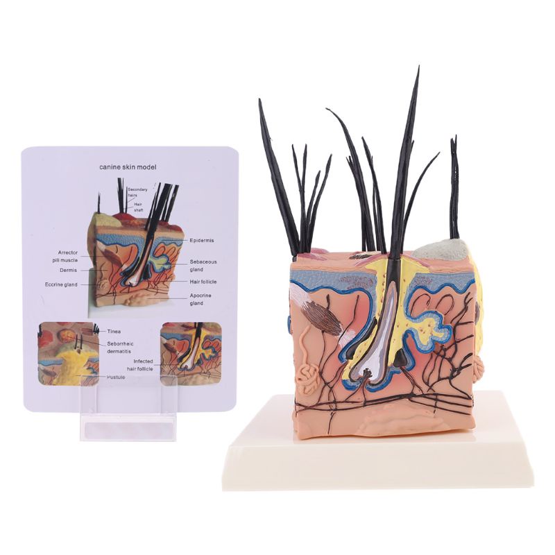 รัก* Sick Dog Canine Skin Anatomical Model Veterinary Vet Anatomy ...