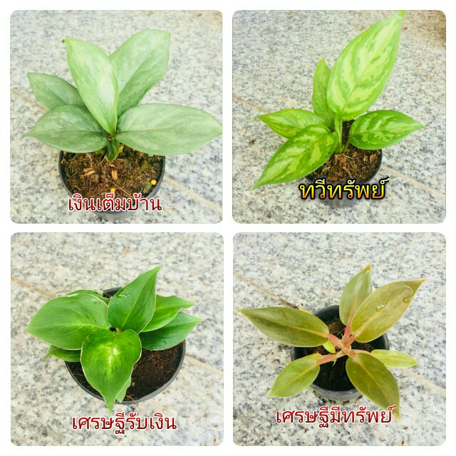 ddplants-ต้นไม้จิ๋ว-ต้นไม้มงคล-1เซต-12-ต้น-ราคาถูก