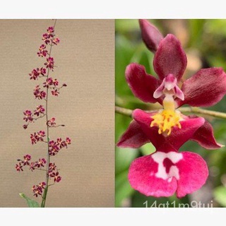 FRAGRANT Oncidium Tariflor Lady 【ONCIDIUM | SEEDLING | CLONE】上衣/香菜/生菜/种子/文胸/木瓜/鲜花/园艺/裙子/苹果/ XDNA