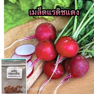 ภาพหน้าปกสินค้าเมล็ดแรดิช : Radish 50เมล็ด [10 แถม 1 คละได้] ที่เกี่ยวข้อง