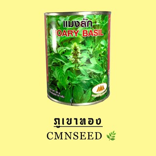 เมล็ดพันธุ์ แมงลัก ( HOARY BASIL )