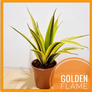 ลิ้นมังกรโกลเด้นเฟลม (Golden Flame) ต้นใหญ่ ไม้ฟอกอากาศ แต่งบ้านสวยมาก แต่งออฟฟิต ฟอกอากาศห้องนอน เลี้ยงง่าย ของขวัญ