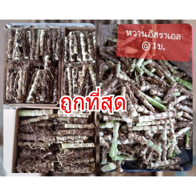 พันธ์หญ้าหวานอิสราเอล-200-ท่อน