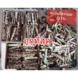 พันธ์หญ้าหวานอิสราเอล 200 ท่อน