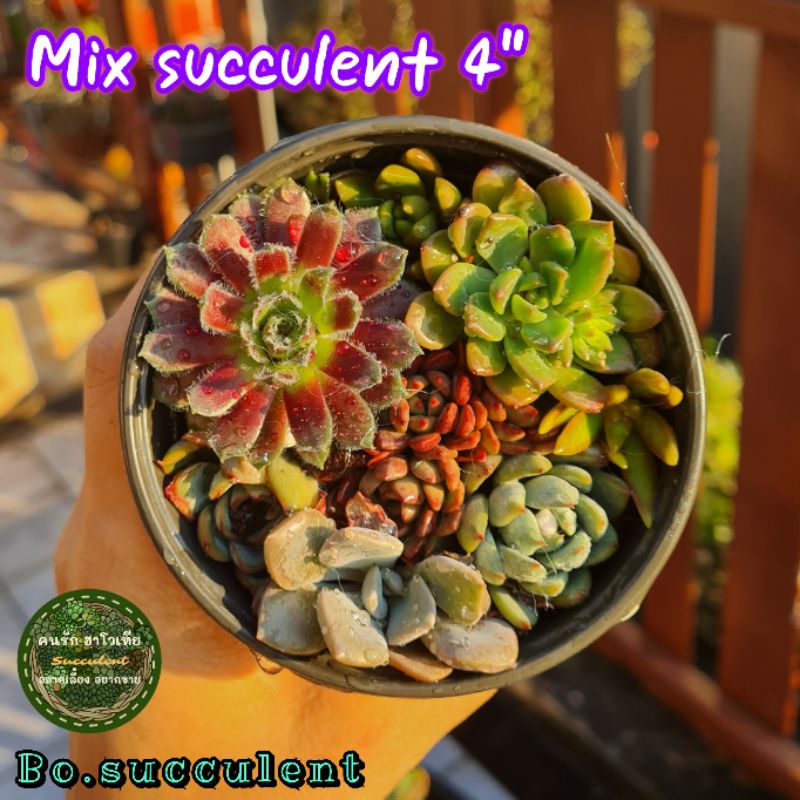 mix-succulent-ไม้รวมอวบน้ำ-ไม้อวบน้ำ-ไม้รวม