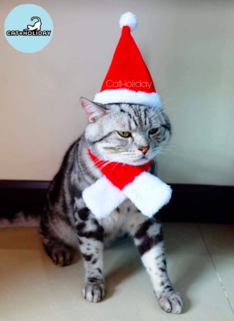 catholiday-ชุดแต่งกายคริสมาสต์-set-2-หมวกและผ้าพันคอซานต้า-ชุดแมว-ชุดหมา-หมวกแมว-เครื่องแต่งกายสุนัข