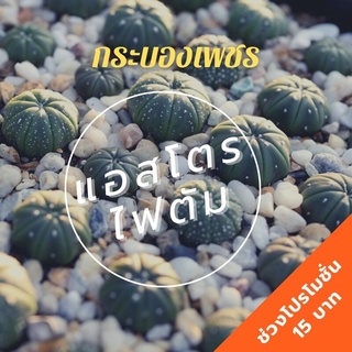 🌵กระบองเพชร cactus Astrophytum Asterias แอสโตรไฟตัม ทรงสวย