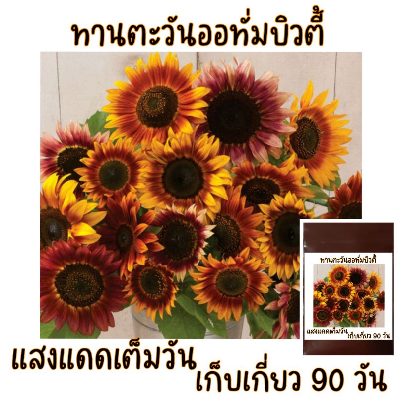 ทานตะวันออทั่มบิวตี้-autumn-beauty-sunflower