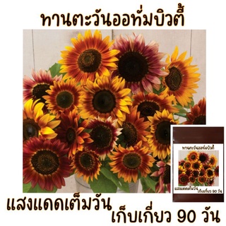 ทานตะวันออทั่มบิวตี้ Autumn Beauty Sunflower