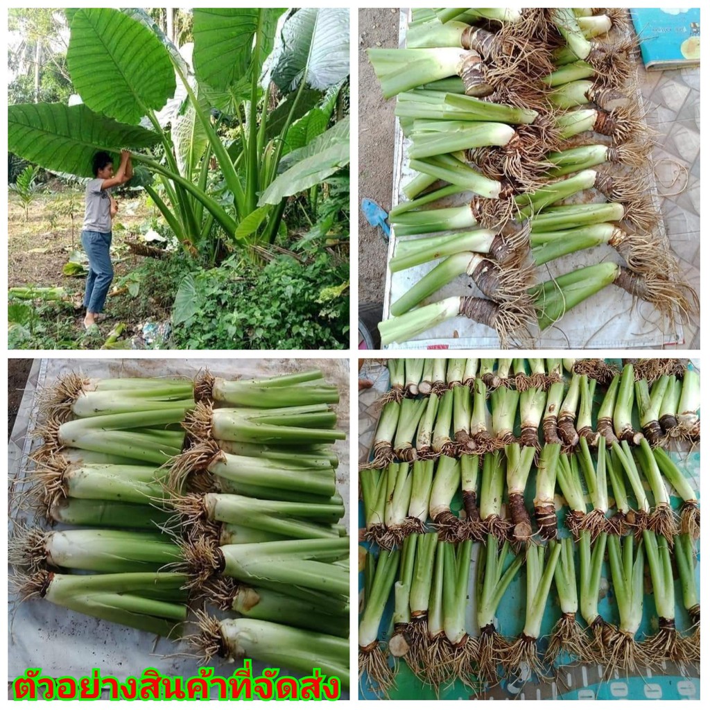 1หัว-ต้นกระดาด-จัดสวน-จัดรัว-ตกแต่งบริเวณบ้าน-ต้นกระดาษ-ปลูกประดับบ้าน-บอน-บอนยักษ์-บอนใบใหญ่-ต้น-กระดาด-กะดาด-กระดาษ