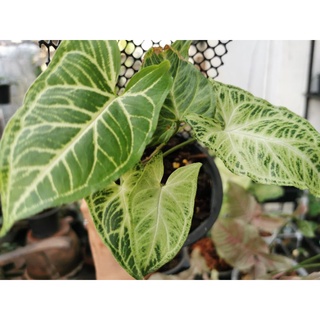 Syngonium batik ซิงค์​โกเนียมบาติก​ ลายกนก