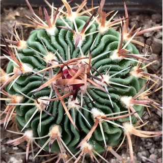 Echinofossulocactus sp Matehuala (5 seeds)