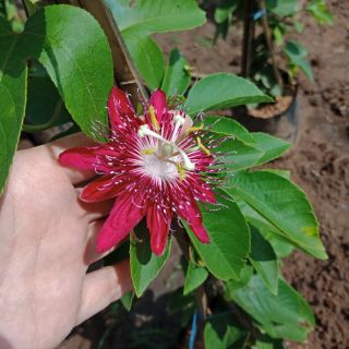 Flower Garden F394 ต้นเลดี้มากาเร็ต Passiflora pink ออกดอกตลอดทั้งปี #ไม้เลื้อย