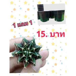 สินค้าราคาพิเศษ 15 บาท ยิมโนขนาด2.5-3 ซม. แถม กระถาง (โปร1แถม1)