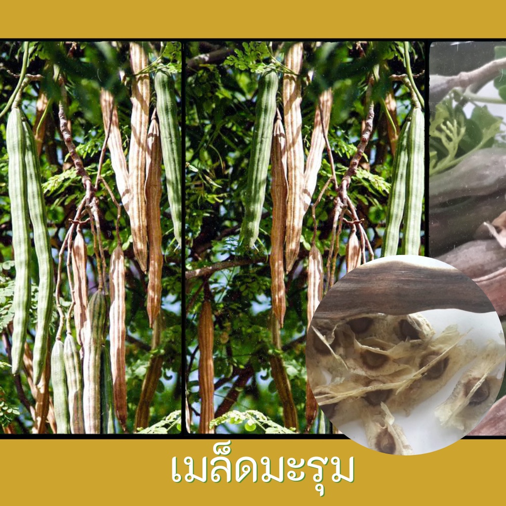 เมล็ดมะรุม-200-มล็ด-เมล็ดพันธุ์ผัก-มะรุม-เมล็ดสำหรับปลูก