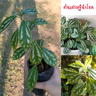 ต้นเศรษฐีนำโชค หรือ ต้นปีกนกกระทา ไม้โชว์ใบ 5แถม1 pilea cadierei (ต้นนกกระทา)